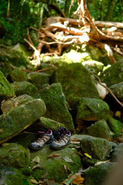 Photo d'un vrai champignon Bolet dans Clairière Moussue