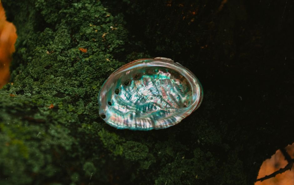 Photo d'un vrai cOQUILLE D’ORMEAU NACRÉE