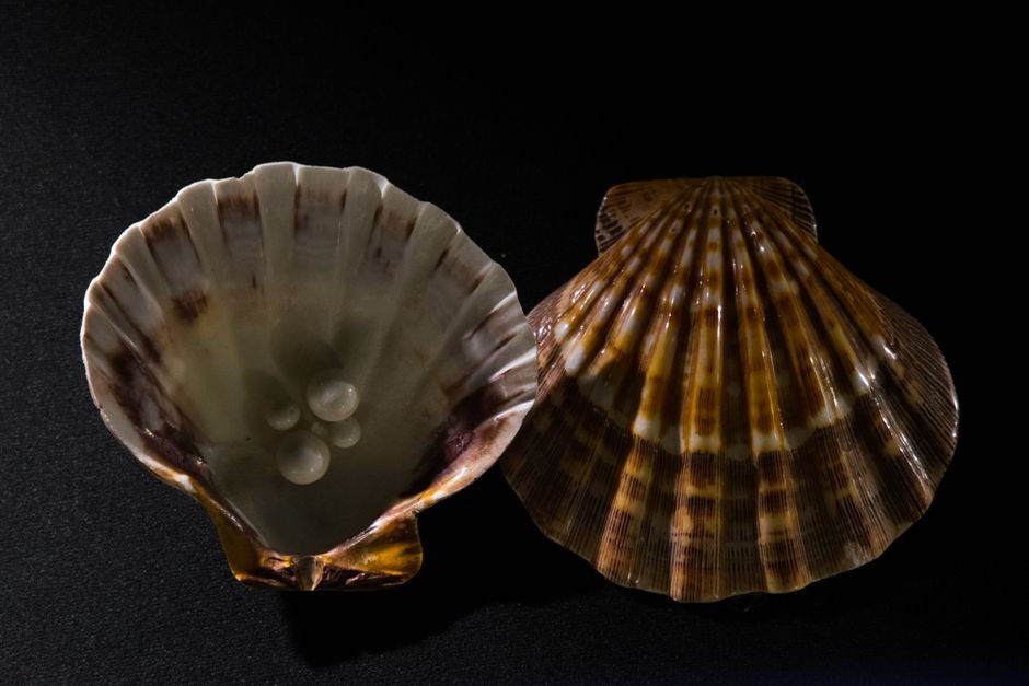 Photo d'un vrai cOQUILLE D’ORMEAU NACRÉE