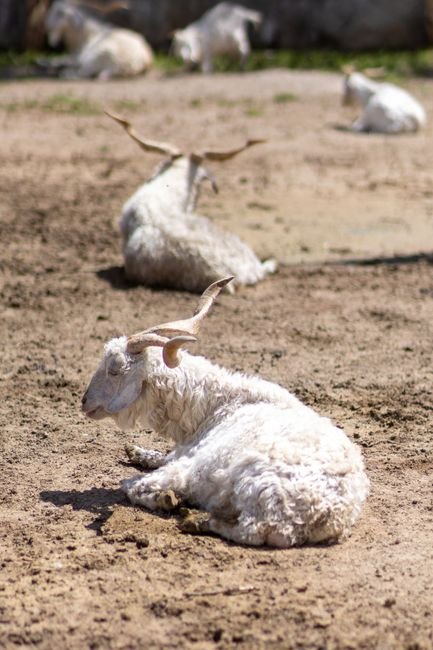Photo d'un vrai couronne Persane À Cornes De Bélier