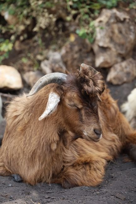 Photo d'un vrai couronne Persane À Cornes De Bélier