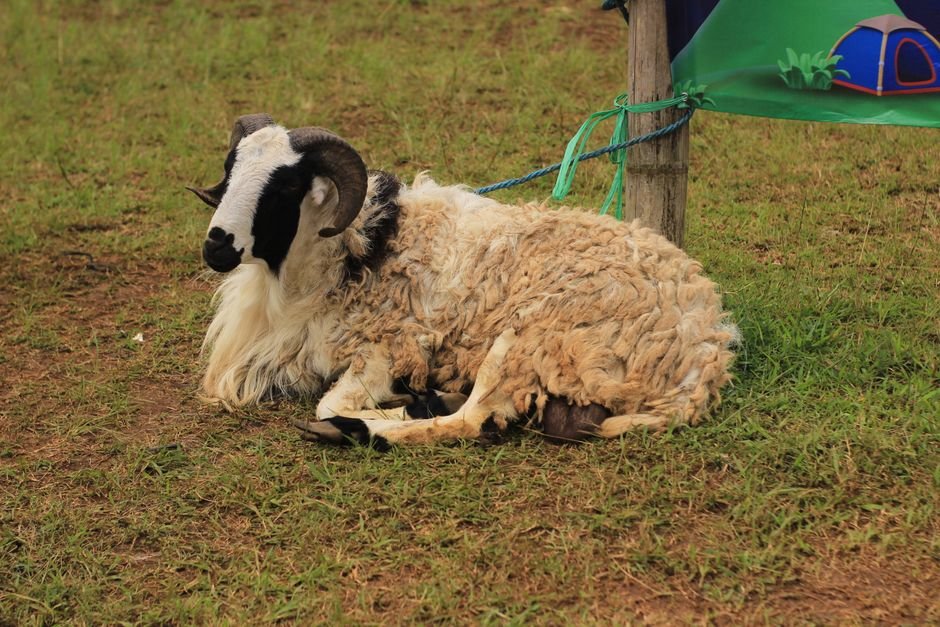 Photo d'un vrai couronne Persane À Cornes De Bélier