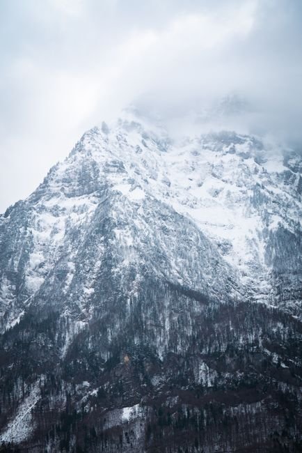 Photo d'un vrai dragon de Montagne au Trésor