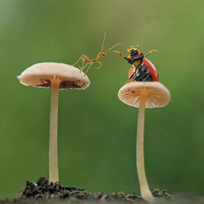 Photo d'un vrai coloriage Elfes sur Champignon