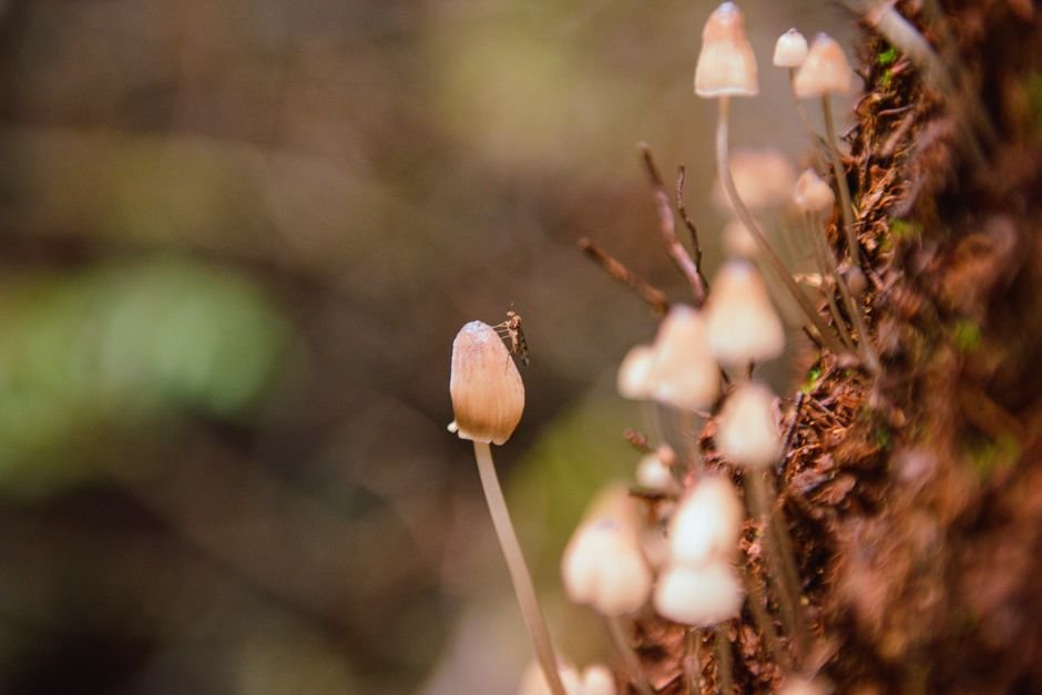 Photo d'un vrai coloriage Elfes sur Champignon