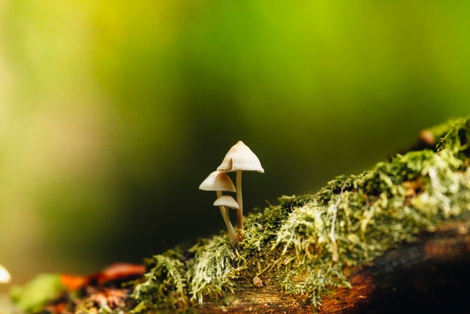Photo d'un vrai coloriage Elfes sur Champignon