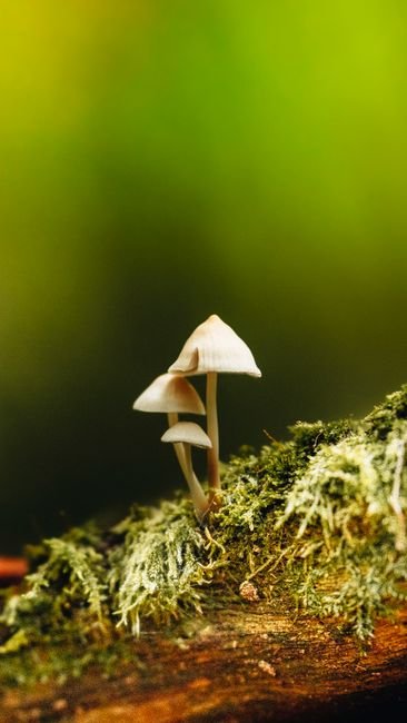 Photo d'un vrai coloriage Elfes sur Champignon