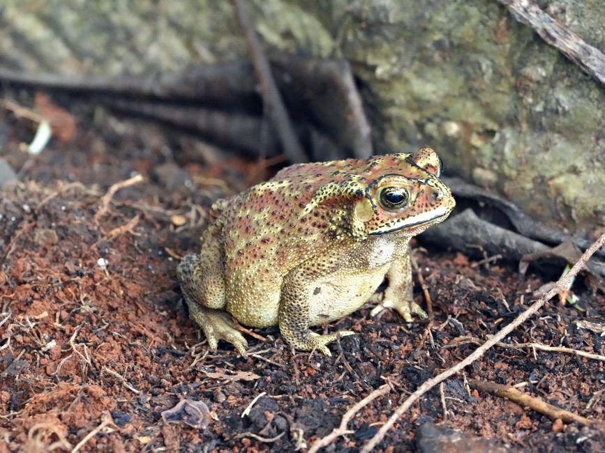 Photo d'un vrai gRENOUILLE TOMATE GONFLÉE SUR FEUILLE