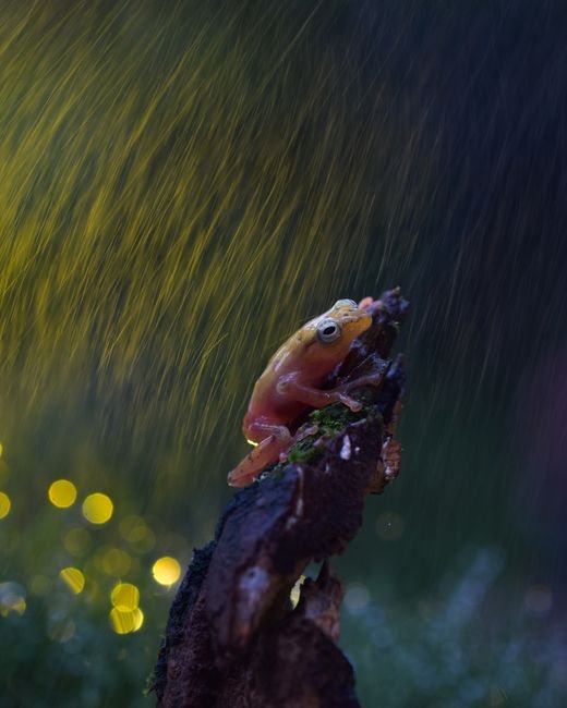 Photo d'un vrai gRENOUILLE TOMATE GONFLÉE SUR FEUILLE
