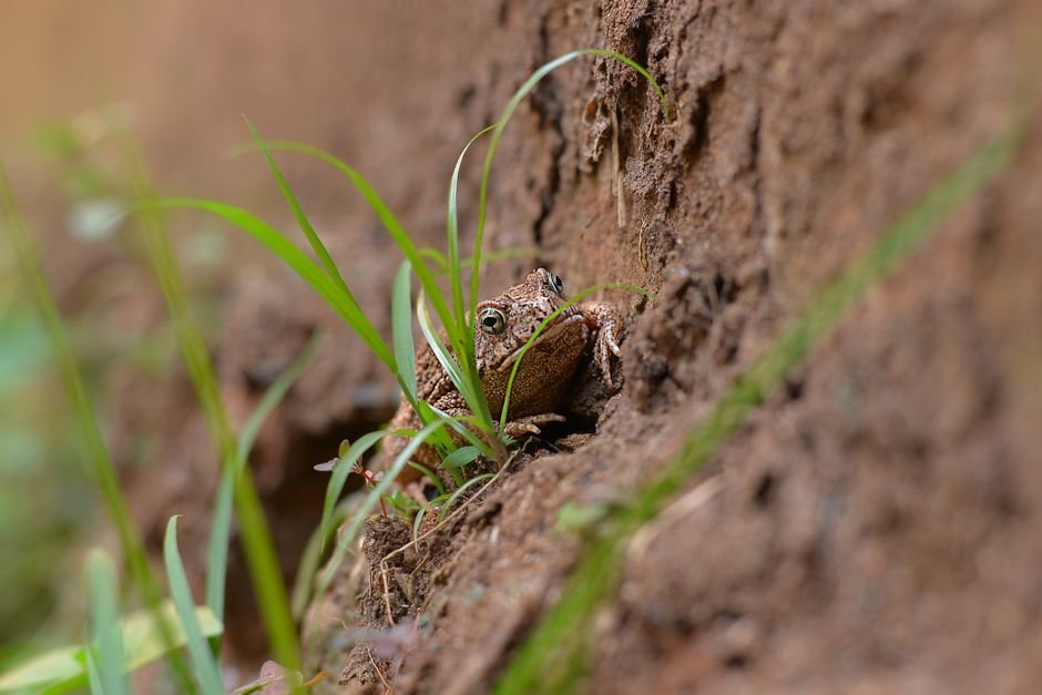 Photo d'un vrai gRENOUILLE TOMATE GONFLÉE SUR FEUILLE