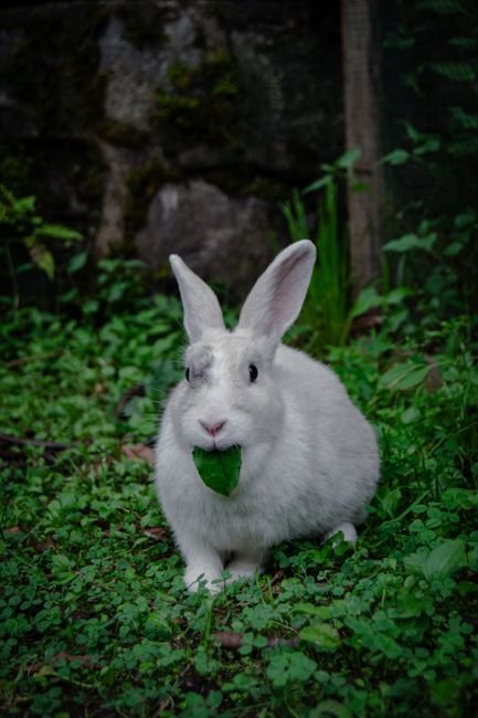 Photo d'un vrai lapin Se Lavant Les Oreilles