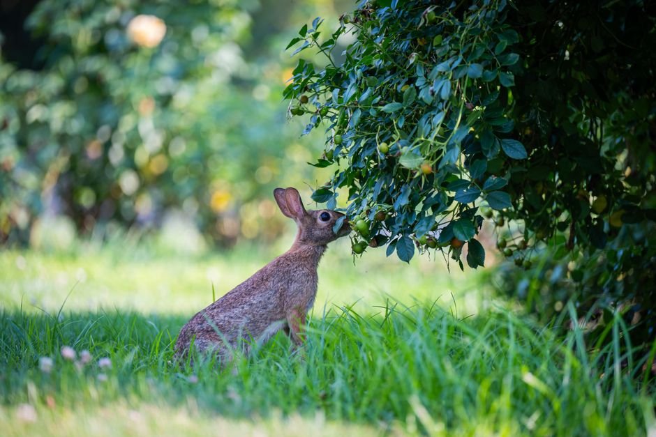 Photo d'un vrai lapin Se Lavant Les Oreilles