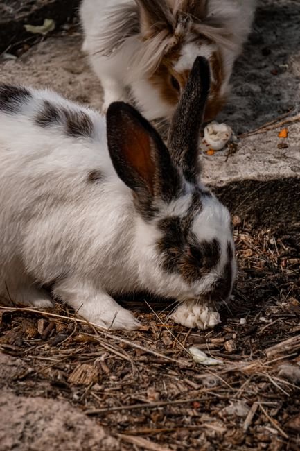 Photo d'un vrai lapin Se Lavant Les Oreilles
