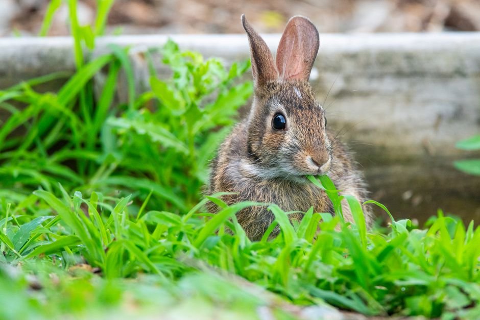 Photo d'un vrai lapin Se Lavant Les Oreilles
