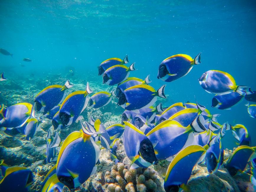 Photo d'un vrai poisson Chirurgien Brouteur