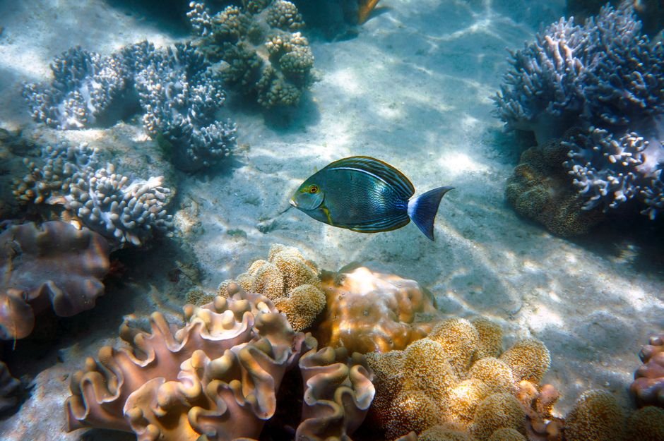 Photo d'un vrai poisson Chirurgien Brouteur