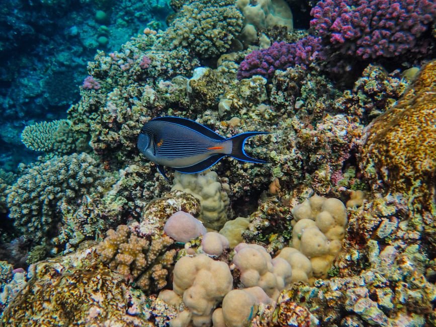 Photo d'un vrai poisson Chirurgien Brouteur
