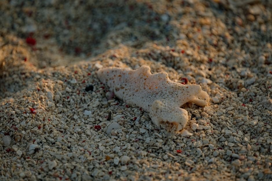 Photo d'un vrai aNGUILLE SORTANT D'UN CORAIL