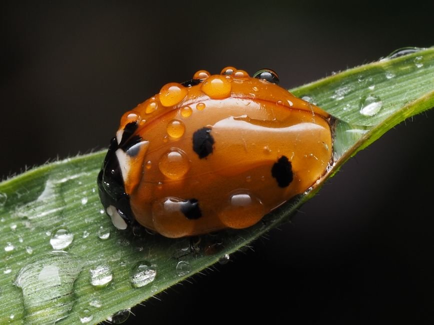 Photo d'un vrai coccinelle Sur Feuille Rosée