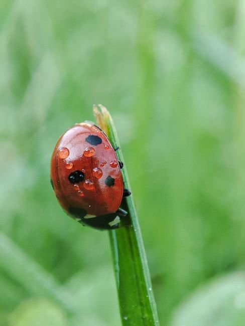 Photo d'un vrai coccinelle Sur Feuille Rosée