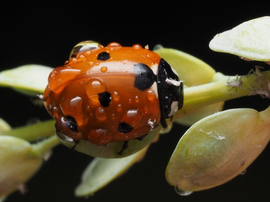 Photo d'un vrai coccinelle Sur Feuille Rosée