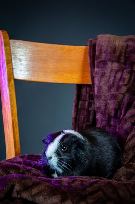 Photo d'un vrai cochon d’Inde Se Toilettant