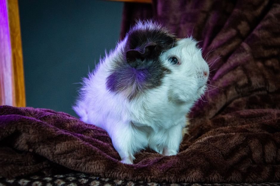 Photo d'un vrai cochon d’Inde Se Toilettant