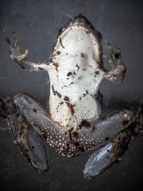 Photo d'un vrai crapaud À Ventre De Feu