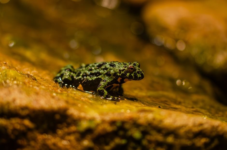 Photo d'un vrai crapaud À Ventre De Feu