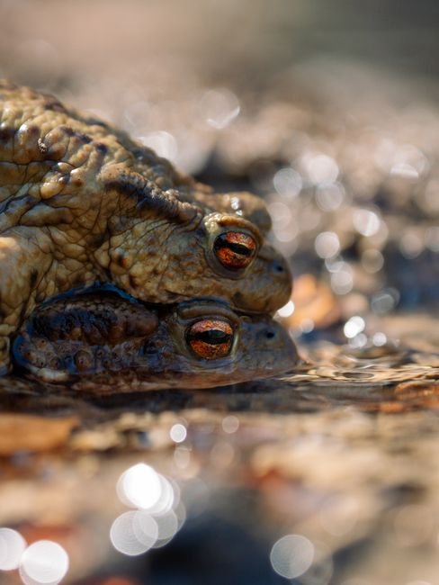 Photo d'un vrai crapaud À Ventre De Feu