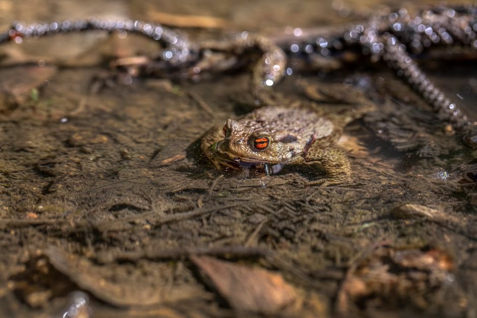 Photo d'un vrai crapaud À Ventre De Feu
