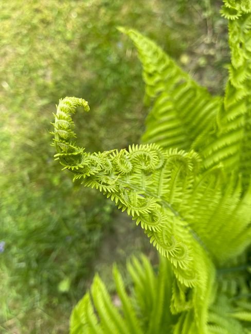 Photo d'un vrai fée Endormie Dans Une Fleur
