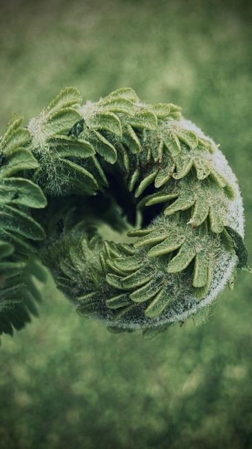 Photo d'un vrai fée Endormie Dans Une Fleur