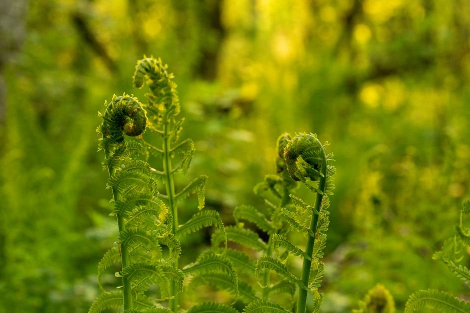 Photo d'un vrai fée Endormie Dans Une Fleur