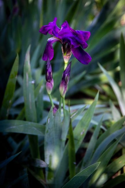 Photo d'un vrai iris