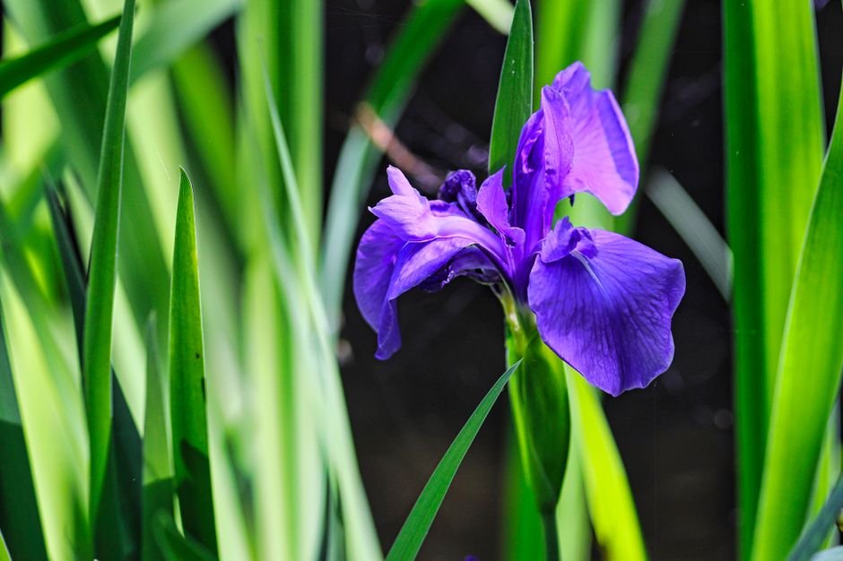 Photo d'un vrai iris