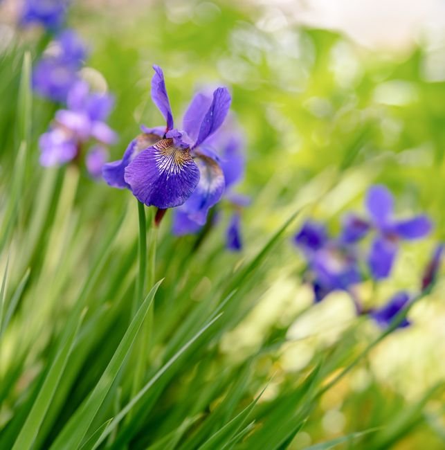Photo d'un vrai iris