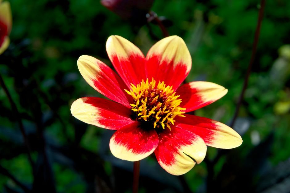 Photo d'un vrai dahlia