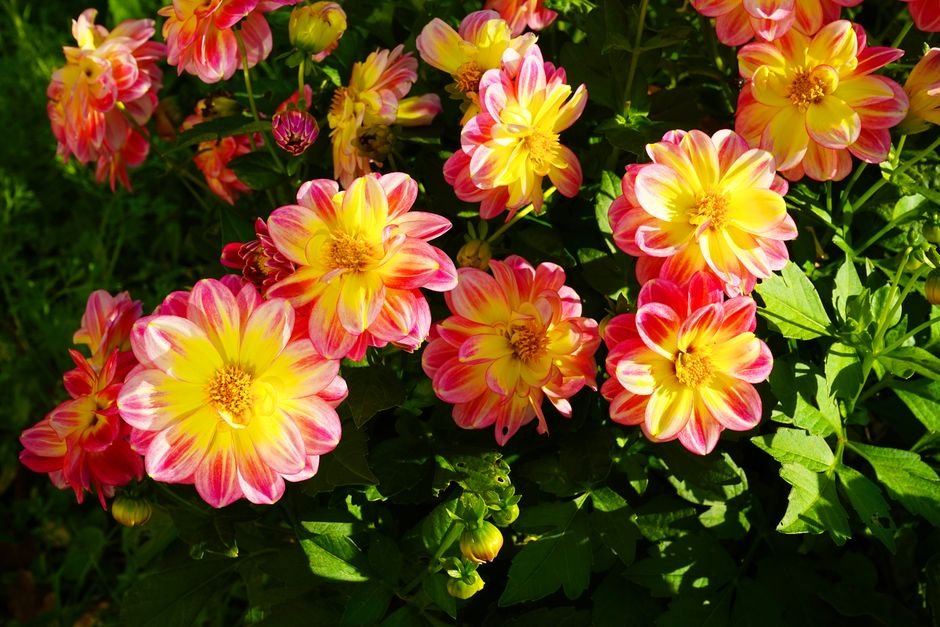 Photo d'un vrai dahlia