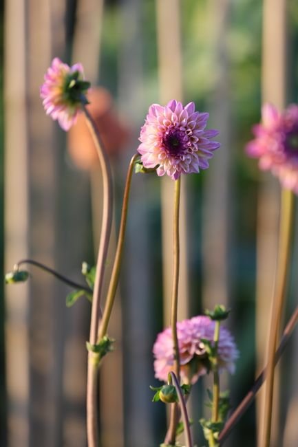 Photo d'un vrai dahlia
