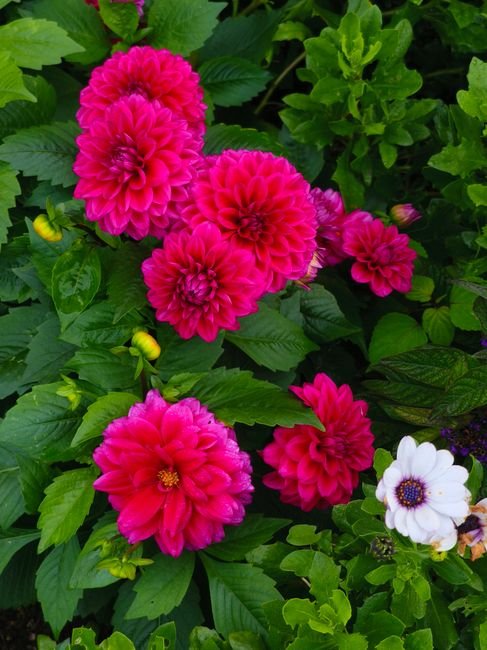 Photo d'un vrai dahlia