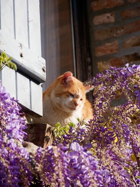 Photo d'un vrai chat Serrade Petit à colorier