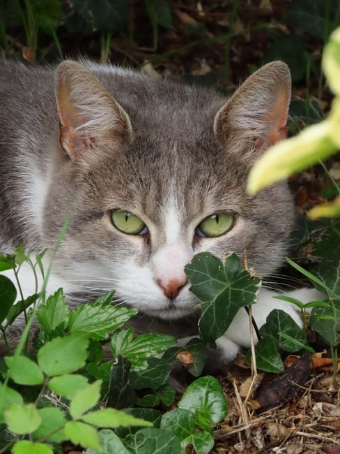 Photo d'un vrai chat Serrade Petit à colorier