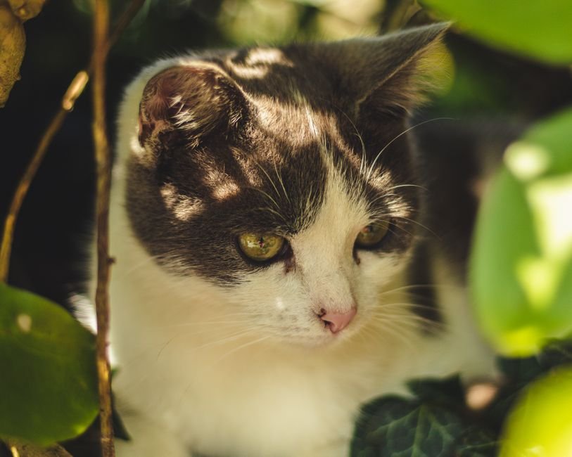 Photo d'un vrai chat Serrade Petit à colorier