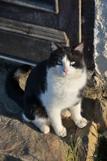 Photo d'un vrai chat Serrade Petit à colorier
