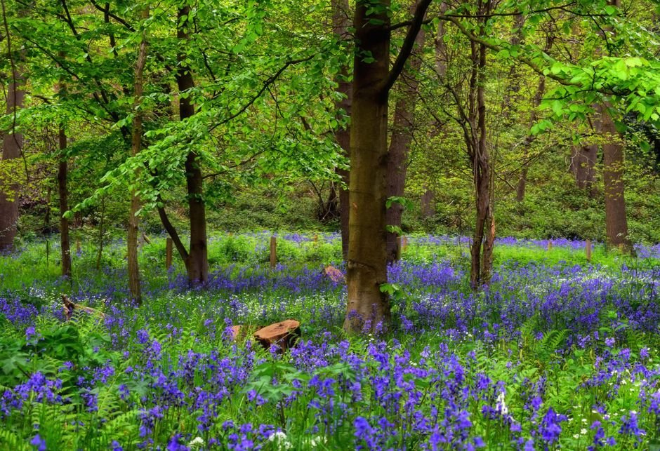 Photo d'un vrai jacinthes des bois