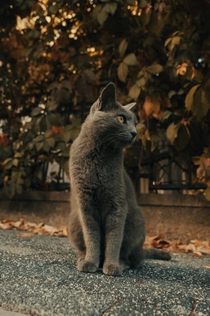 Photo d'un vrai chat Chartreux À Colorier Simple Design