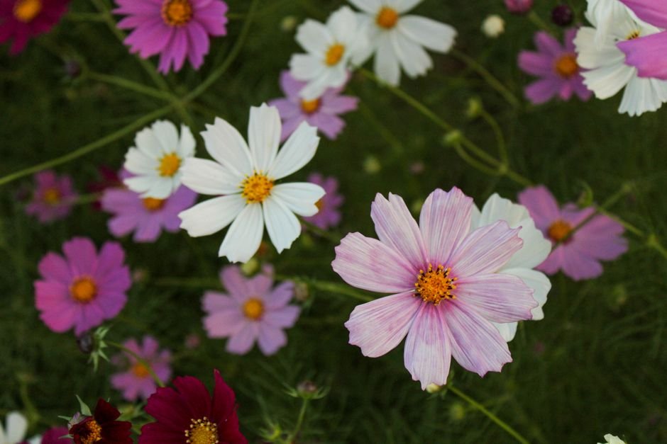 Photo d'un vrai cosmos