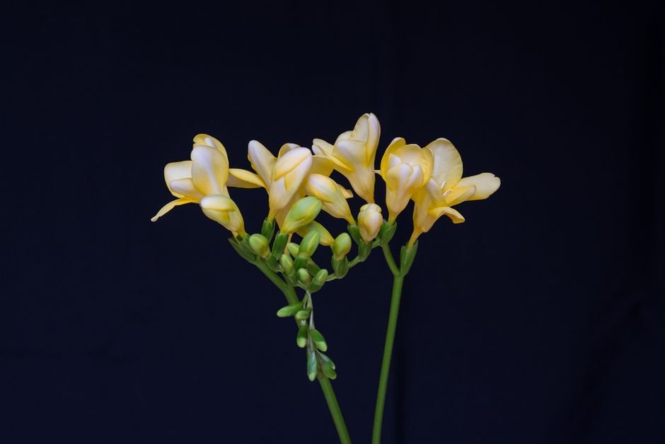 Photo d'un vrai freesia