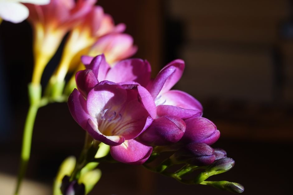 Photo d'un vrai freesia